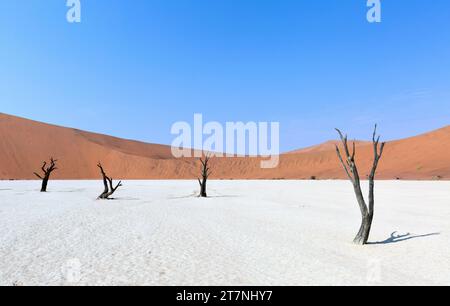 Dead acacia trees and the red dunes of Deadvlei near the famous salt pan of Sossusvlei. Namib desert. Namibia. Africa Stock Photo
