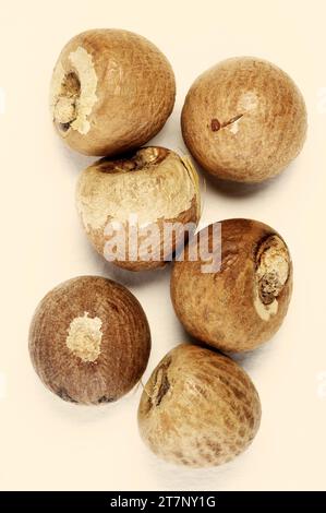 Areca catechu 'Betel Nut' 'Areca Nut' Stock Photo