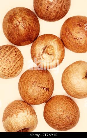 Areca catechu 'Betel Nut' 'Areca Nut' Stock Photo