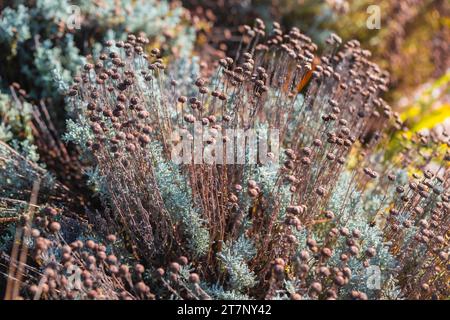 Santolina chamaecyparissus (Cotton Lavender) Stock Photo