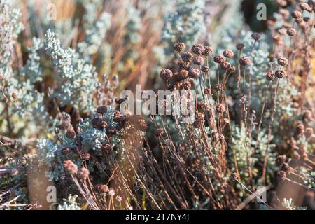 Santolina chamaecyparissus (Cotton Lavender) Stock Photo