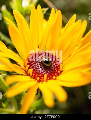small beetle inside a yellow flower with a red center Stock Photo