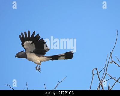 White-bellied Go-away-bird ( (Crinifer leucogaster) flying from bush in morning sunshine in arid bush country of Laikipia,Kenya,Africa Stock Photo