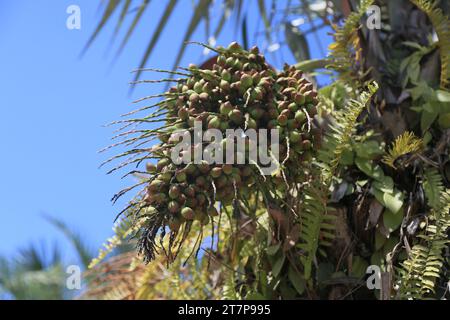 salvador, bahia, brazil - october 31, 2023: licuri tree - Syagrus coronata - seen in the city of Salvador. Stock Photo