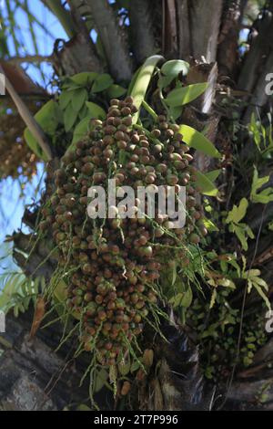 salvador, bahia, brazil - october 31, 2023: licuri tree - Syagrus coronata - seen in the city of Salvador. Stock Photo