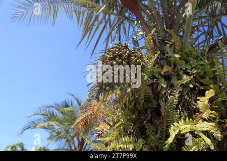 salvador, bahia, brazil - october 31, 2023: licuri tree - Syagrus coronata - seen in the city of Salvador. Stock Photo