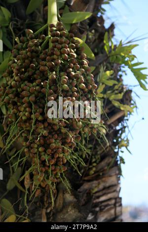 salvador, bahia, brazil - october 31, 2023: licuri tree - Syagrus coronata - seen in the city of Salvador. Stock Photo