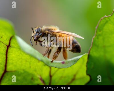 A Honey Bee standing on the edge of a green Beetroot plant leaf in an Australian vegetable garden, closeup Stock Photo
