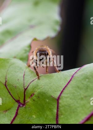 Bee on a beetroot leaf in the vegetable garden, facing front ton, Australia Stock Photo