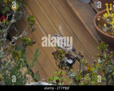 Two Sparrows on a bush Stock Photo