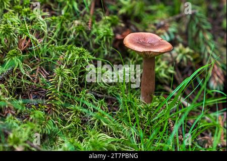 Mushroom Growing in a Bog in Northern Minnesota Stock Photo