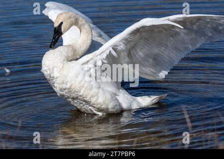 Trumpeter Swan (Cygnus buccinator) swimming in Swan Lake in Yellowstone National Park Stock Photo