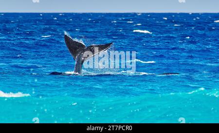 Southern Right Whale playing in shallow turquoise ocean at Point Ann, Fitzgerald River National Park, Western Australia, Australia Stock Photo