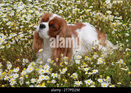 Cavalier King Charles Spaniel lying in a meadow of wildflowers Stock Photo