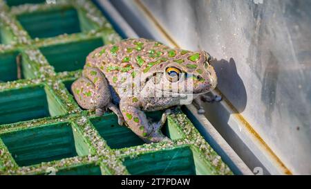 Spotted-thighed tree frog with green spots resting on grate at Fitzgerald River National Park, Western Australia, Australia Stock Photo