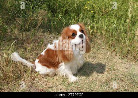 Cavalier KIng Charles Spaniel sitting on the ground with greenery. Stock Photo