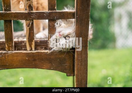 Scottish Fold Kitten Funny Upside down Rustic Portrait Outside Wood Funny Staring Odd looking at camera Stock Photo