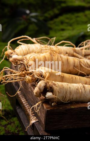 Fresh ginseng root, the amazing health benefits of ginseng you need to know, ginseng plant Stock Photo