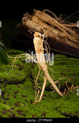 Fresh ginseng root, the amazing health benefits of ginseng you need to know, ginseng plant Stock Photo