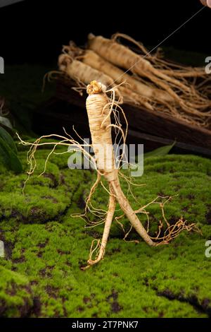 Fresh ginseng root, the amazing health benefits of ginseng you need to know, ginseng plant Stock Photo