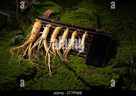 Fresh ginseng root, the amazing health benefits of ginseng you need to know, ginseng plant Stock Photo