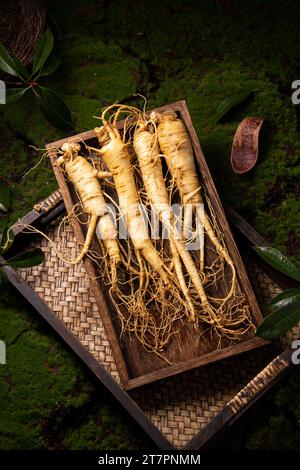 Fresh ginseng root, the amazing health benefits of ginseng you need to know, ginseng plant Stock Photo