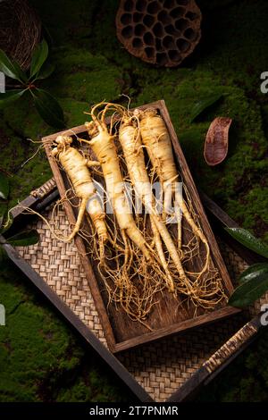 Fresh ginseng root, the amazing health benefits of ginseng you need to know, ginseng plant Stock Photo