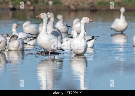 Snow geese, Anser caerulescens, on the water in a marsh in Sacramento Wildlife refuge in the central valley in California. Stock Photo