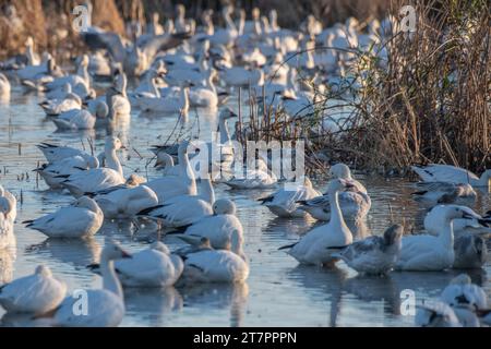 Snow geese, Anser caerulescens, on the water in a marsh in Sacramento Wildlife refuge in the central valley in California. Stock Photo