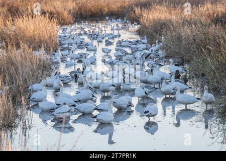 Snow geese, Anser caerulescens, on the water in a marsh in Sacramento Wildlife refuge in the central valley in California. Stock Photo