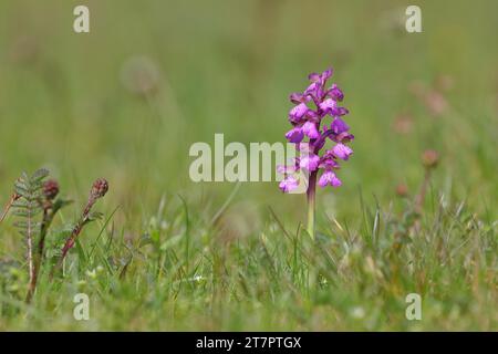 Small orchid (Anacamptis morio), flower in a meadow, Hesse, Germany Stock Photo