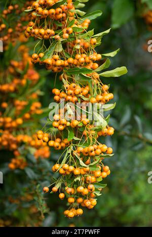 Yellow firethorn (Pyracantha Soleil d'Or), Bavaria, Germany Stock Photo