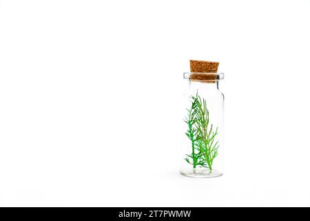 Close-up of a glass jar with branches of fresh dill isolated on a white background Stock Photo