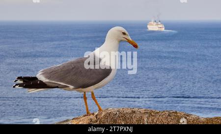 Large seagull, profile, sitting on fortress wall, car ferry, Lipari town, Lipari, Lipari Islands, Aeolian Islands, Sicily, Italy Stock Photo