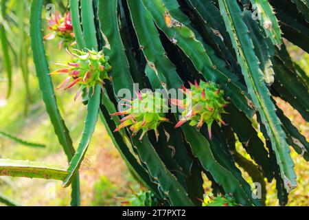 Dragon fruit on the tree, close-up of dragon fruit in the garden Stock Photo