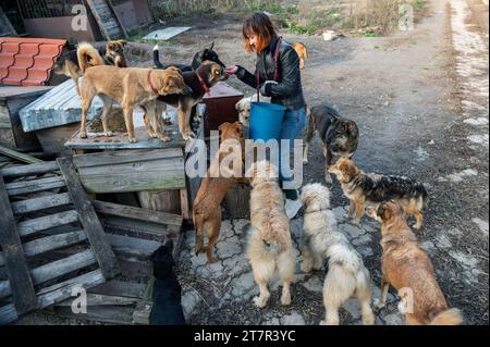 Dog at the shelter. Animal shelter volunteer takes care of dogs. Animal volunteer takes care of homeless animals. Stock Photo