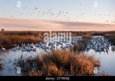 Flocks of migrating snow geese (Anser caerulescens) pass over and inhabit the marsh at Sacramento wildlife refuge in California. Stock Photo