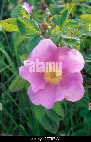 Wild rose, Fern Ridge Wildlife Area, Oregon Stock Photo