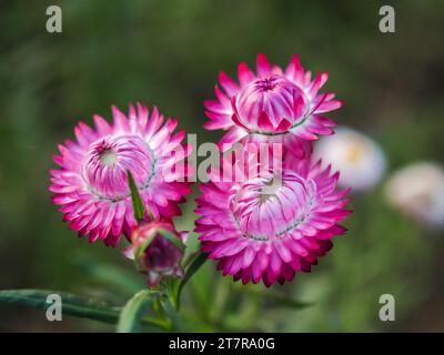 Colorful wild straw flower or golden everlasting decoration in shades of orange, pink and purple with bright yellow petal, green stem and blurred back Stock Photo