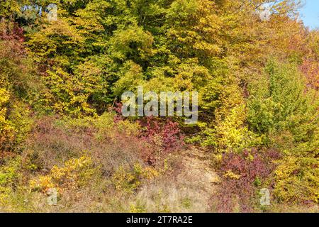 Colorful colors in autumn with colored leaves on the bushes and landscape Stock Photo