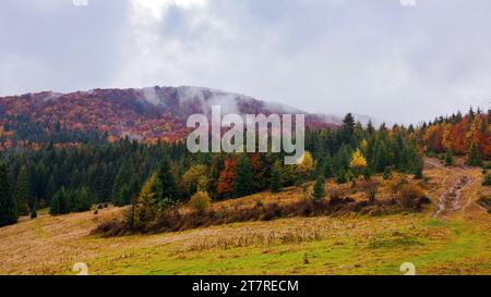carpathian woodland in autumn. trees in the hills in fall colors. misty weather with overcast sky Stock Photo