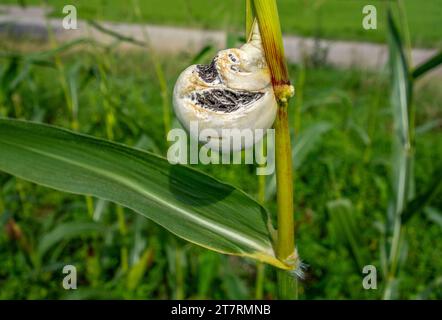 Gall of a plant disease named corn smut caused by the pathogenic fungus Ustilago maydis Stock Photo