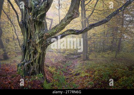 Weathered trunk of a very old hornbeam tree (Carpinus betulus) in a deciduous forest on a foggy day in autumn, natural landscape in northern Germany, Stock Photo