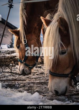 Closeup portrait of two brown colored horses grazing during winter Stock Photo