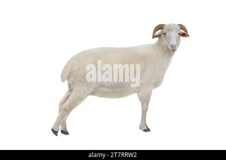 sheep isolated on white background Stock Photo