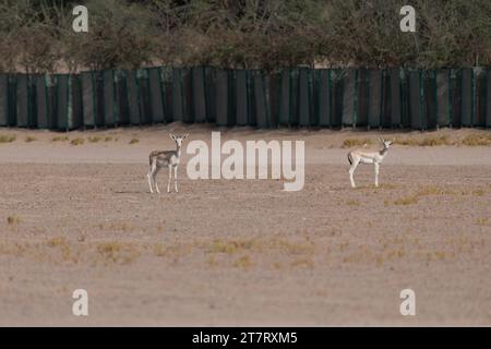 Two Arabian sand gazelle (Gazella marica) in it's natural habitat at the Al Marmoom DCR in Dubai, United Arab Emirates. Stock Photo