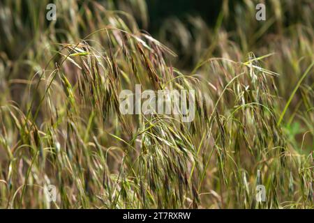 The plant Bromus sterilis, anysantha sterilis, or barren brome belongs to the Poaceae family at the time of flowering. wild cereal plant Bromus steril Stock Photo