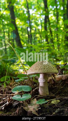Edible mushroom Amanita rubescens in spruce forest. Known as blusher. Wild mushroom growing in the needles. Stock Photo