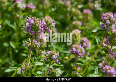 Fresh, blooming pink thyme in green grass. Wild Thymus serpyllum plants in field. Breckland wild thyme purple flowers in summer meadow. Stock Photo