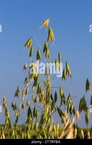 Field of young green Oats. Plantation of oats in the field - crop agricultural industry. Stock Photo